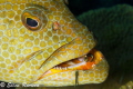   Grouper Little Cayman T2i Canon 100mm macro lens Nauticam housing Ike strobes w/  